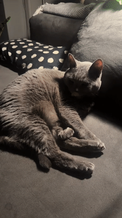 Gray cat captured lounging on couch in Sofia home