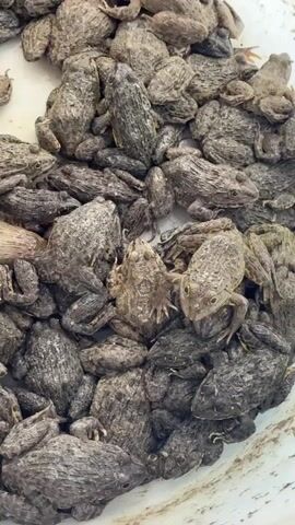 The video shows a large number of frogs huddled together in a white container. The frogs are mostly gray and brown, with textured skin. They are packed closely together, with some moving slightly. The container appears to be white plastic.  A buzzing sound can be heard in the background.
