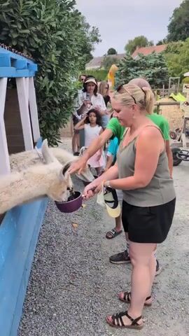 A woman in a green tank top and black shorts feeds a llama from a purple bowl. A second llama is also being fed. There are other people in the background. The scene appears to be outdoors, possibly at a petting zoo or farm.