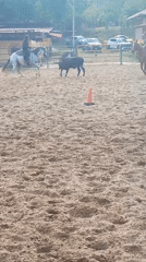 Horseback rider herds calf in Venezuelan arena