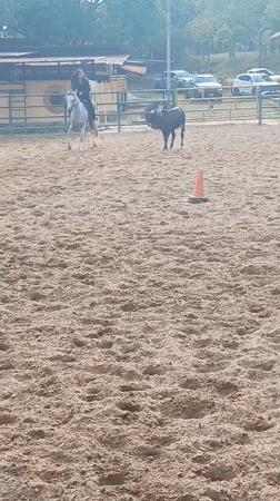 Horseback rider herds calf in Venezuelan arena