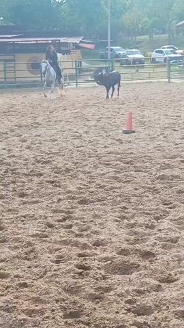 A person on a white horse is featured prominently in a sunlit, sandy equestrian arena, actively engaging with a dark-colored calf. The rider, wearing dark clothing, appears to be guiding or herding the calf, which is moving away from the horse towards the right side of the frame. Another person on a brown horse is partially visible in the far right background, observing the interaction.

An orange traffic cone is positioned on the sandy ground in the mid-foreground, adding a point of reference. The arena's surface is composed of loose, light brown sand. In the background, green metal fences delineate the area, behind which several low-slung buildings with red roofs, lush green trees, and parked cars are visible. The scene is brightly illuminated by natural daylight, indicating clear weather during the day. The activity suggests an equestrian event involving cow working or cutting. The location of this scene is Carache, Venezuela.