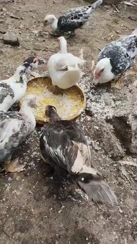 A group of ducks and possibly chickens are eating from a yellow bowl on the ground. The ducks are of various colors, including white and black and white. The ground is dirt and covered in debris. There is a brick wall in the background. The video is shot from a high angle looking down.
