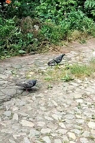 The video shows two pigeons on a cobblestone path. The pigeons are grey and white. The path is surrounded by green foliage. The video appears to be taken during the daytime. The overall scene is calm and natural. There is no visible text in the video.