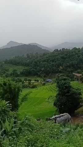 A vertical video begins with a wide shot of a lush green valley with terraced rice fields. In the foreground, there is dense vegetation and a large tree trunk. In the background, rolling hills covered in trees recede into a misty, overcast sky. As the video progresses, the camera slowly pans to the left, revealing more of the valley and the layered landscape. The lighting suggests an overcast or rainy day. There are no people visible in the video.