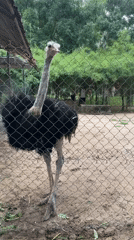 Wildlife park visit documented in Hoa Thang Vietnam morning