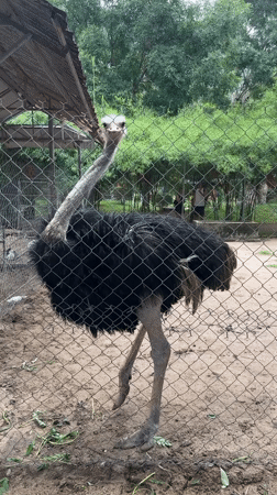 Wildlife park visit documented in Hoa Thang Vietnam morning