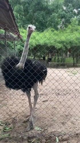 Wildlife park visit documented in Hoa Thang Vietnam morning