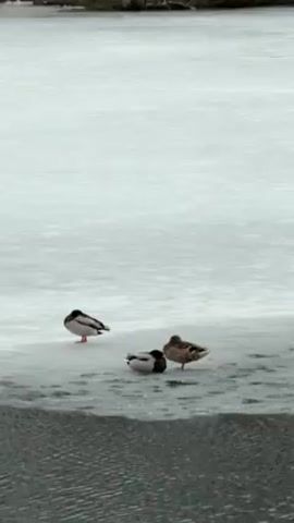 The video shows three ducks standing on ice at the edge of a body of water. One duck is brown, and two are black and white. They stand still, some with one leg tucked up. The ice is white and slightly textured. The water is dark and rippled. The sky is overcast.