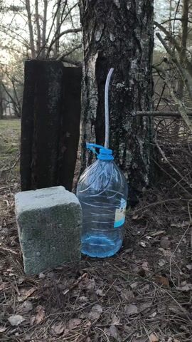 The scene depicts a large, clear plastic bottle situated in a forest environment. The bottle is connected to a tree via a tube, suggesting it is being used to collect sap, likely birch sap, a traditional practice. The bottle is partly filled with liquid. A stone block is placed beside the bottle. The ground is covered with pine needles and fallen leaves, typical of a woodland area. Other trees are visible in the background. The lighting suggests it is daytime.