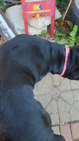 A black dog with a pink collar stands on a brick-patterned patio. The dog is facing away from the camera, looking to the right. To the left of the dog, there are green plants and a blue bin. In the background, there are white stacked planters. The ground is covered with interlocking bricks and some debris. The lighting suggests it is daytime.