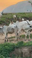 Cattle herders tend livestock on hillsides near Yelwa, Nigeria