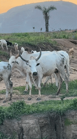 Cattle herders tend livestock on hillsides near Yelwa, Nigeria