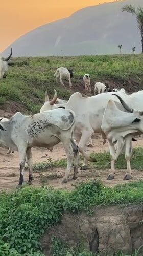 Cattle herders tend livestock on hillsides near Yelwa, Nigeria