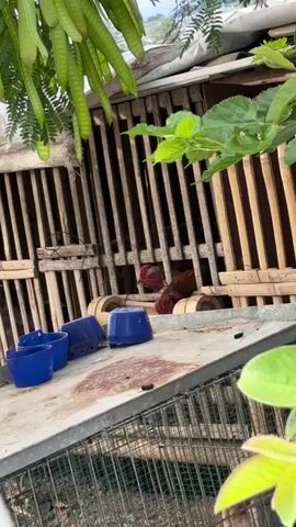 A rooster with red and black feathers is visible inside a cage made of bamboo slats. There are several blue plastic bowls and a small wooden item on the roof of the cage. Green foliage is hanging in the foreground and to the right of the frame. The background shows a white sheet and a hillside with some buildings.