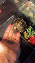 Red-eared slider turtle fed, bathed, and handled at home