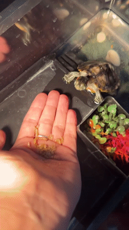 Red-eared slider turtle fed, bathed, and handled at home