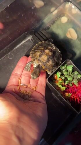 Red-eared slider turtle fed, bathed, and handled at home