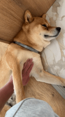Person gives belly rubs to Shiba Inu in Bulgaria