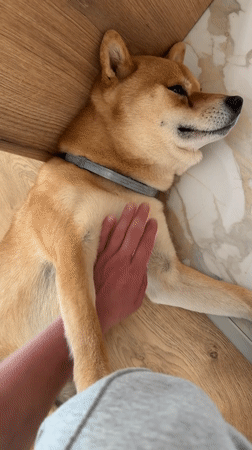 Person gives belly rubs to Shiba Inu in Bulgaria
