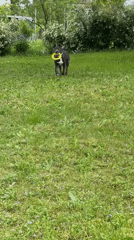 Dogs play and rest in flowering meadows near Zornitsa