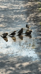Sparrows bathe in puddle amid spring blooms in Dmitrov
