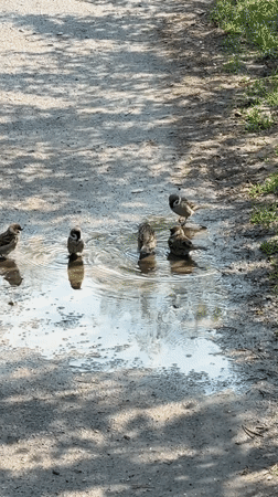 Sparrows bathe in puddle amid spring blooms in Dmitrov