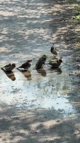Sparrows bathe in puddle amid spring blooms in Dmitrov
