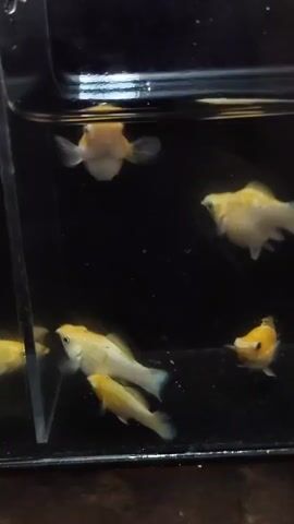 A close-up shot shows several small, golden-colored fish swimming in a dark aquarium. One fish, at the top of the frame, appears slightly larger and more round than the others. The camera focuses on the movement of the fish as they navigate the water.