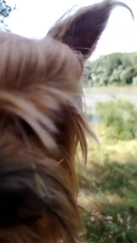 A close-up shot of a dog's head, showing its long blonde fur and one of its ears. The dog is looking out towards a body of water, likely a river, with trees and greenery on the other side. The sky is clear with a few clouds. The camera is positioned slightly behind and to the side of the dog.