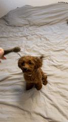 Sofia resident spends morning with brown poodle companion