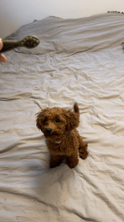 Sofia resident spends morning with brown poodle companion