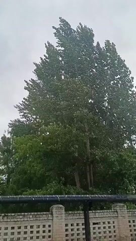 The video shows a view of tall green trees with dense foliage swaying in the wind under a cloudy sky. A low, light-colored brick wall with a decorative pattern and a dark pipe running along its top is visible in the foreground. The camera pans slightly across the scene, capturing the movement of the leaves and branches. The overall impression is of a windy day in an outdoor environment.