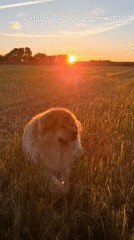 Dogs and a kitten at golden hour in rural Russia