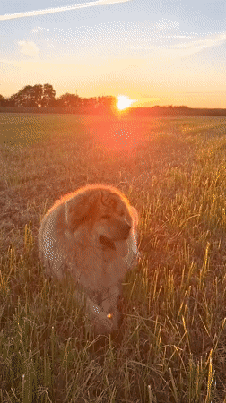 Dogs and a kitten at golden hour in rural Russia