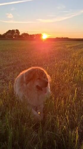 Dogs and a kitten at golden hour in rural Russia