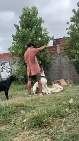 Here's a detailed description of the scene:

A person stands in a grassy yard facing away from the camera. They are wearing a faded orange t-shirt, dark shorts, and white sneakers, with visible tattoos on their lower legs. They are gesturing with their right arm raised, seemingly giving commands to two dogs. One dog is a sleek black dog standing on the left side of the frame. The other is a white dog, sitting and looking up at the person expectantly. The white dog is wearing a dark-colored collar.

The background consists of a brick wall with graffiti on one section. Beyond the wall, there are some green trees. A pile of material sits near the white dog and the wall. The sky is overcast, creating a diffused light. The yard is somewhat overgrown with grass.