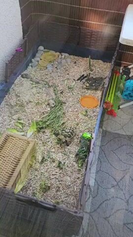 The video shows a tortoise enclosure from an elevated perspective. The enclosure is filled with wood shavings and contains scattered green leafy vegetables, rocks, pieces of bark, and a small orange dish. A tortoise is visible in the center of the enclosure, partially hidden by foliage. The enclosure appears to be outdoors, with a patterned surface visible at the bottom of the frame. The lighting suggests it is daytime.