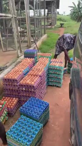 Two men are stacking trays of brown eggs next to a gray SUV. The trays are arranged in tall stacks on the ground. The trays themselves are different colors. One man is shirtless, wearing blue and black shorts. The other man is wearing shorts and a button-down shirt. Behind the men is a large metal cage structure. The ground is red and muddy. Behind the cage is green grass and trees.