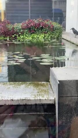 A time-lapse video showcases a white or pale purple lotus flower slowly opening its petals in a serene pond. The pond's surface is dotted with numerous lily pads and other closed lotus buds, reflecting the surrounding environment. Lush green and reddish-purple foliage borders the pond in the background, behind which a modern building with horizontal slatted vents is visible. A black bird, resembling a crow, stands perched on the concrete edge of the pond for the entire duration of the time-lapse. In the foreground, a concrete structure fitted with anti-bird spikes is partially visible. The scene is illuminated by daylight, and reflections of the background buildings are clearly visible on the calm water. The setting is an outdoor area in Bnei Brak, Israel. No people or text are clearly visible in the video, though background speech can be heard.