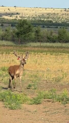 A young deer with antlers stands in a field of dry grass and scattered green brush. The deer has a red tag on its ear. In the background, there is a fence and rolling hills covered in vegetation. A person wearing a bucket hat with a black and white leopard print pattern is partially visible in the foreground, facing the deer. The deer is looking towards the person. The overall scene appears to be an outdoor, natural environment.