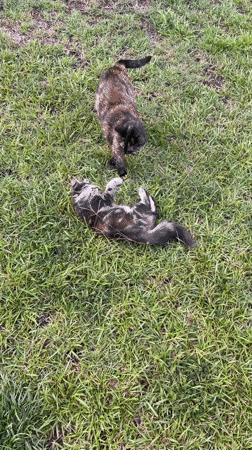 Cats playing and grooming in a Myrtle Beach backyard