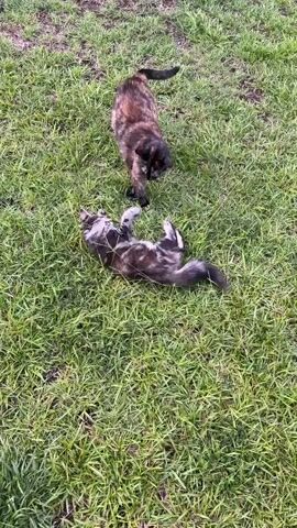 Two cats are playing in a grassy area. One cat is lying on its back, rolling around, while the other cat stands over it, batting at it with its paws. The cats are both domestic short-haired cats. The grass is green and appears to be well-maintained. The lighting suggests it is daytime.