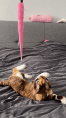 Cat plays with pink toy on bed in Kommunarka