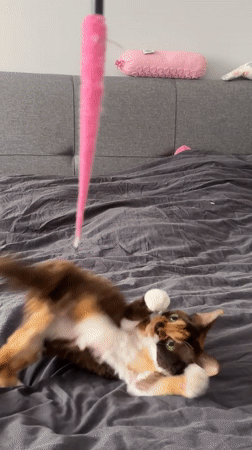 Cat plays with pink toy on bed in Kommunarka