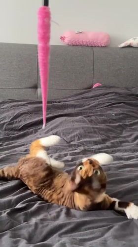 Cat plays with pink toy on bed in Kommunarka