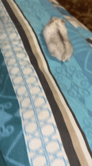 Hamster roams hands, shoulders, and toys in Novopokrovskaya