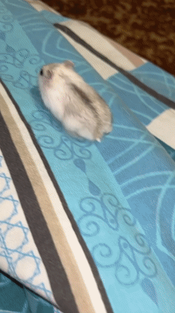 Hamster roams hands, shoulders, and toys in Novopokrovskaya