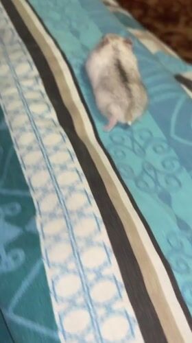 Hamster roams hands, shoulders, and toys in Novopokrovskaya
