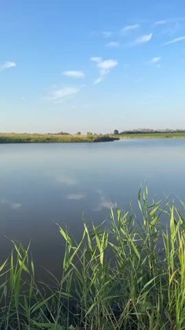 This is a vertical video capturing a tranquil lakeside scene under a clear blue sky with wispy white clouds. The foreground is dominated by lush green reeds swaying gently in the breeze, their reflections visible on the still, dark water. The lake itself stretches out to a distant treeline, suggesting a rural or natural setting. The water is calm and reflective, mirroring the sky and the clouds above. The overall impression is one of peace and natural beauty. The time of day appears to be morning or late afternoon, given the soft lighting and clear sky. There are no people or man-made objects clearly visible, emphasizing the natural aspect of the scene. There is no visible text in the video. The location context of Tarasivka, Ukraine, suggests a possible rural landscape in that region.